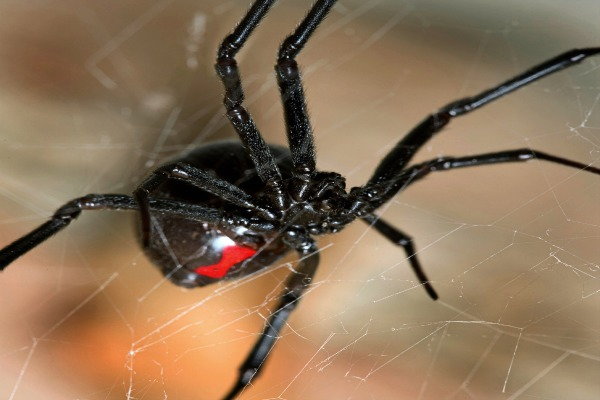 Is That a Dangerous Spider, black widow