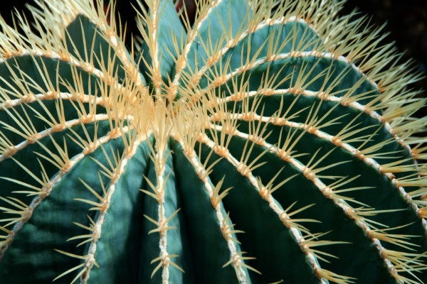 Grow Your Own Home Security System, barelhead cactus