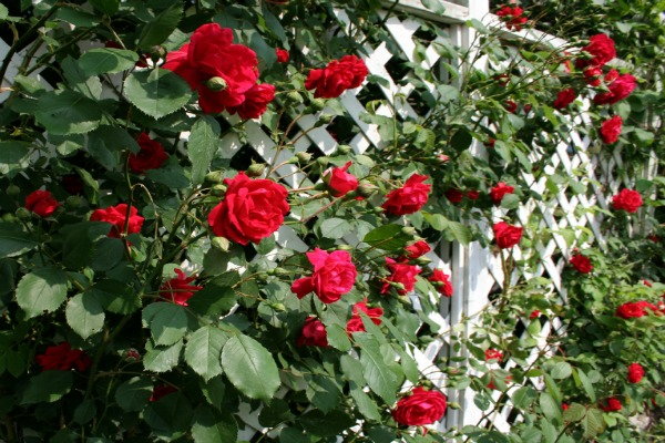 Grow Your Own Home Security System, roses