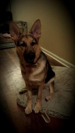 My German Shepherd.