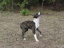 SusieQ is a Tennessee Mountain Cur and loves to go 4 wheeling and Hunting