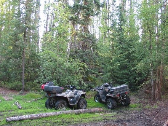 Resting deep into the Woods                                                                                                                                                                             