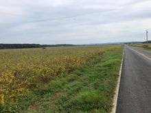 Soybean fields about and turning yellow.