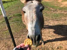 Gilbert loves crackers!