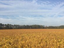 Bean fields. 