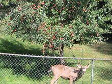 Young buck lovin some apples