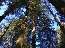 And trees
