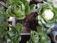 Cabbage farm