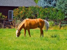 Can't beat a Palomino horse for beauty.