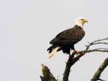 Posted elsewhere, but would likely not noticed in the car. I've found a way to carry a decent cam, other than my phone, thanks to member.