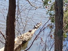 One or two had slipped off into the water after hearing me dismount.