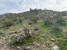 The desert is remarkably green after the recent rains. We could use a lot more, though.