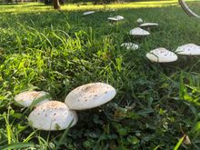 I don't know mushroom names.  Anyone?