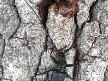 Great capricorn beetle and Asian hornet