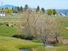 The sheep have gotten out again and are in the neighboring field. 
