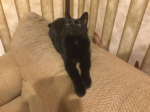 Yup, undersized with a crooked spine and tail but as for as intelligence she knows how things go and she gave me just a nick to tell me she was not a happy cat. Yup love this cat :) 