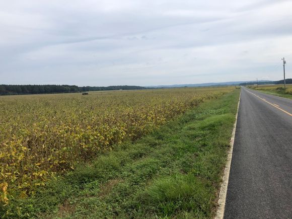 Soybean fields about and turning yellow.
