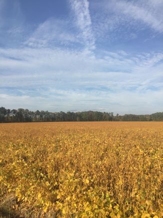 Bean fields. 