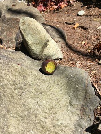 When to the trouble to knock down a few fresh plums from the tall tall tree only to find they are still green. 