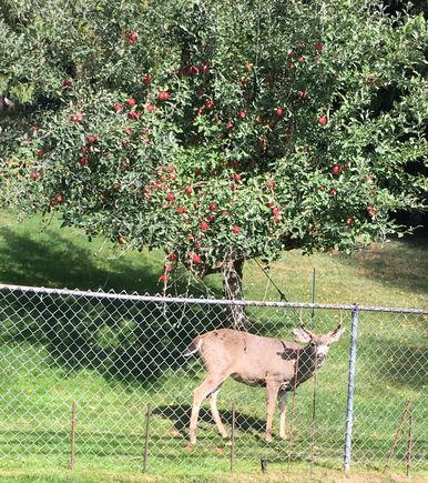 Young buck lovin some apples