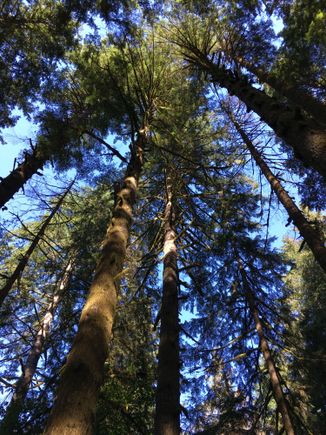 And trees