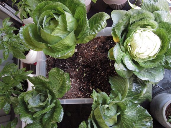 Cabbage farm