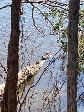 One or two had slipped off into the water after hearing me dismount.