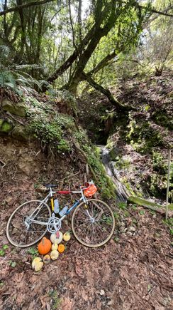 Banana slug backdrop 