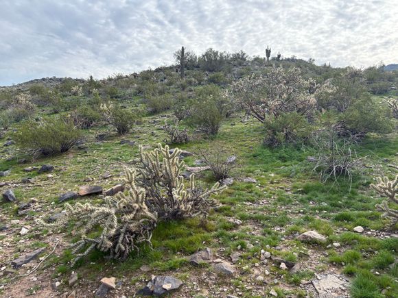 The desert is remarkably green after the recent rains. We could use a lot more, though.