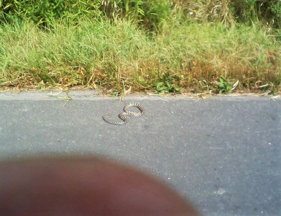 Milk snake.  Often mistaken (as I kind of did, hence didn't get too close, and was watching for cars and didn't see my finger) for a Massassauga rattlesnake, Ontario's only venomous snake.  The Massassauga's range is restricted to Bruce Peninsula and southern end of Georgian Bay coast and is not very aggressive.  Milk snakes are common in Ontario (though I've never seen one) and eat mice.