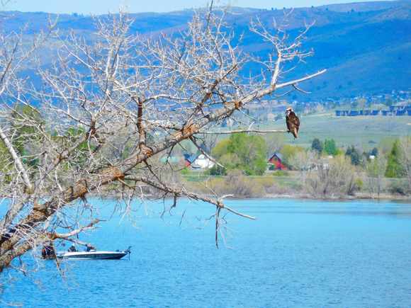 Osprey checking out the fishing "competition".