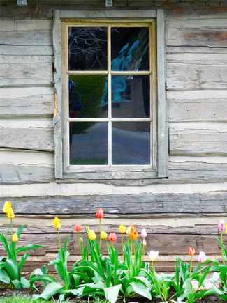 Tulips!