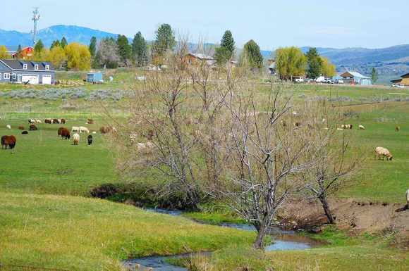 The sheep have gotten out again and are in the neighboring field. 