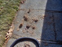 Some of the needles and leaves I pulled out by hand. Much more was in my shop vac!