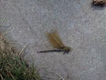 this lil guy was in front of my radiator.