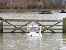 A swan flouts the traffic regulations in Wellingborough which flooded last week due to rising levels of the River Nene.