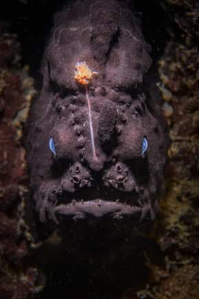 A black frogfish (or black anglerfish in Australia)
