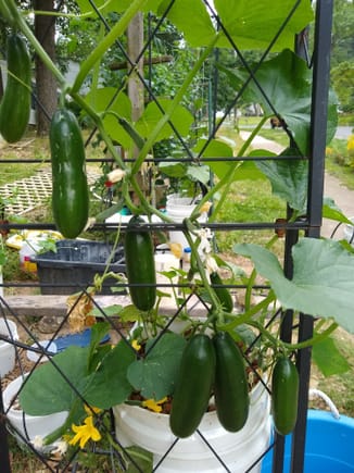 Cucumber variety Minime, mature at 4" to 5" long.