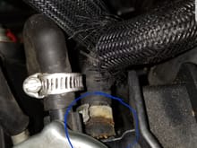 Hose coming out of the Radiator circled.