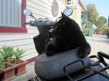 He is a really clever cat...the cleverest I have known.