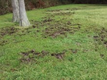 Presumed pig damage in da' swamp (Ponchatoula) 5