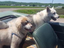 the Pups LOVE to ride with the top down