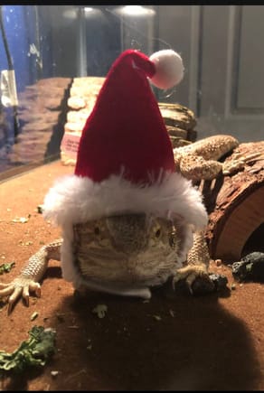 I forgot about this thread, or I would have posted this pic earlier. My sons bearded dragon, feeling the holiday spirit! I’m surprised how much bigger he has gotten since we got him. He is in post number 12 of this thread. 