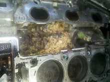 Mouse nest found in the Dauters new to her 2.7 Intreped while doing head gaskets.