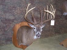 My deer on display at the 2008 Maryland Trophy Deer Contest. He ended up the new muzzleloader state record.