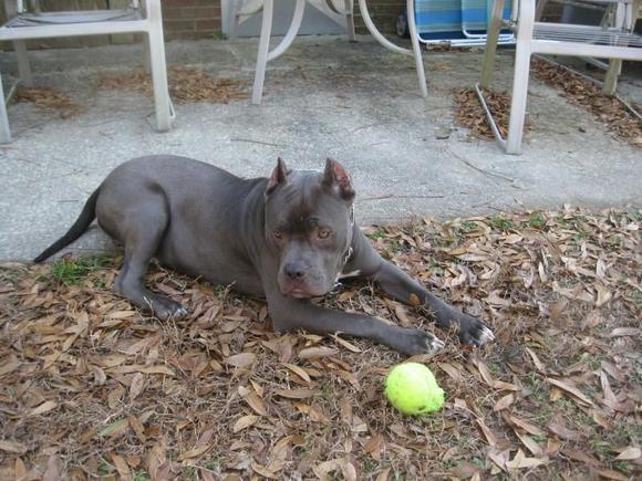 yard crasher 003
