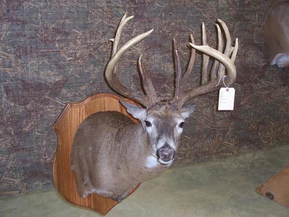 My deer on display at the 2008 Maryland Trophy Deer Contest. He ended up the new muzzleloader state record.