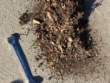 This is not even all the debris from the evaporator, just what I could pull off by hand.