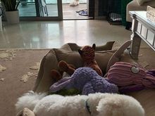 My two bishons.  Oldest in the foreground is about 1 year old, the girl in the far back is about 6 months.  