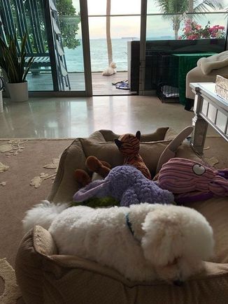 My two bishons.  Oldest in the foreground is about 1 year old, the girl in the far back is about 6 months.  